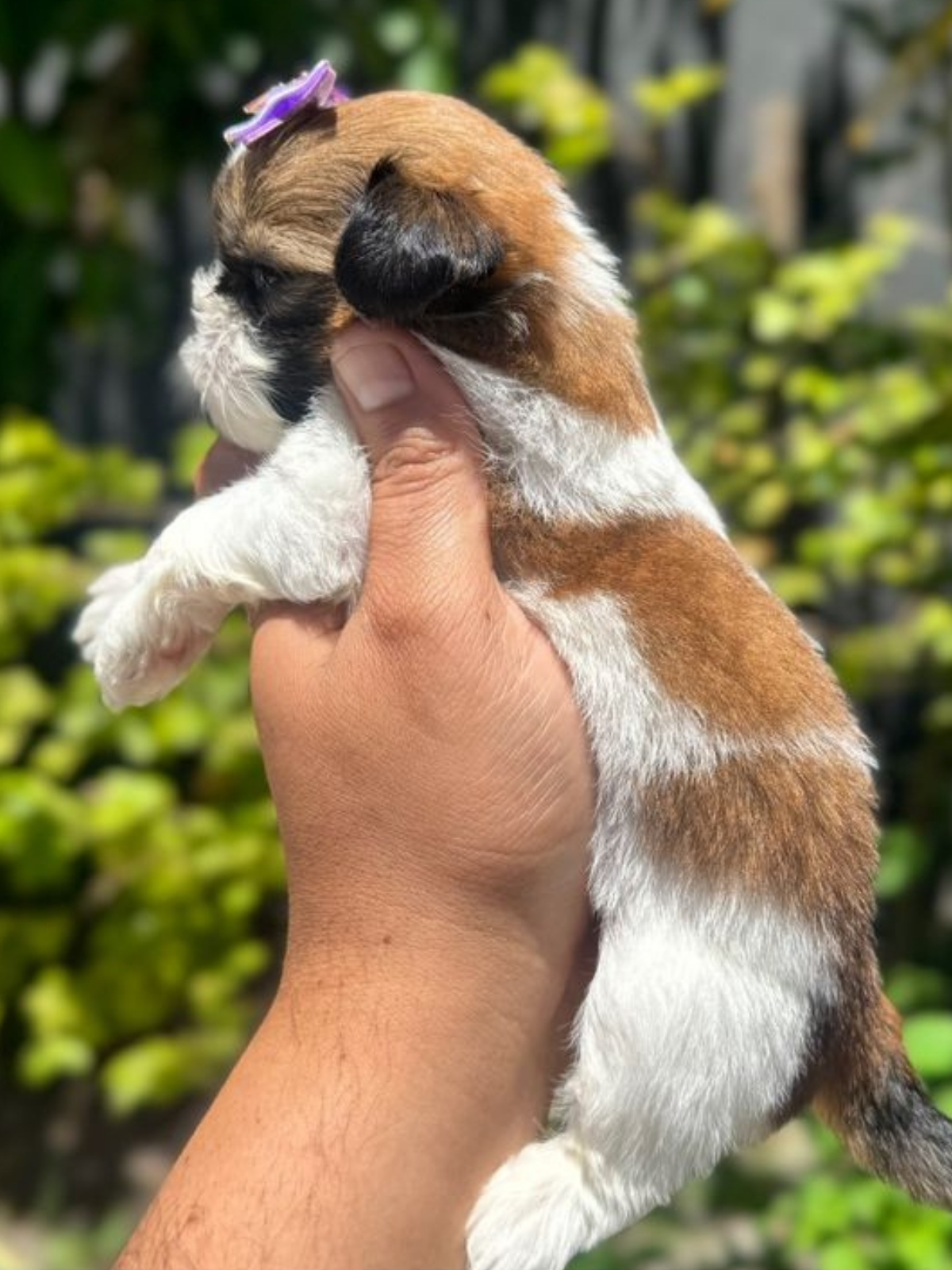 Shi Tzu